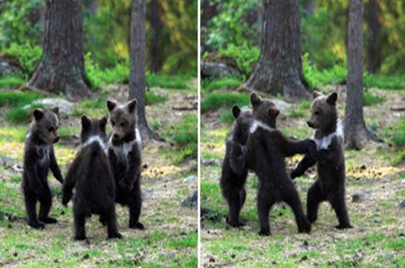 Trei ursuleti danseaza ca niste copii bust